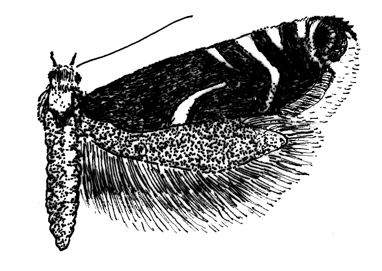 Adult of Glyphipterix schoenicolella (Glyphipterigidae).